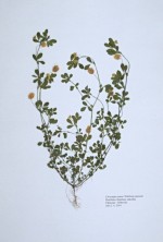 Predám herbár - rastliny výtrusné a semenné